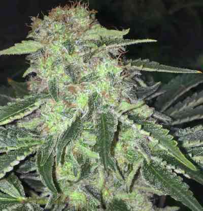 La S.A.G.E. CBD > TH Seeds | Feminisierte Hanfsamen  |  Hybrid